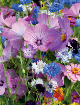 vente Fleurs association