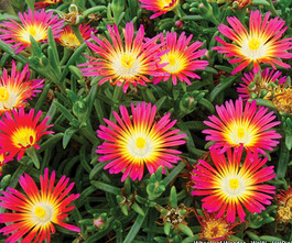 vente fleurs école