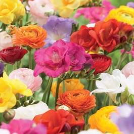Initiatives fleurs et nature association