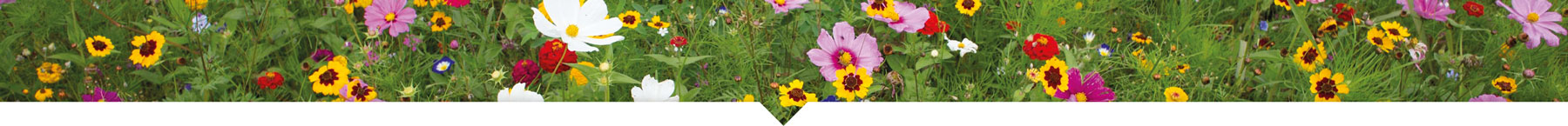 fleurs